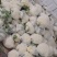 菜花大量上市了。欢迎新老客户前来购买