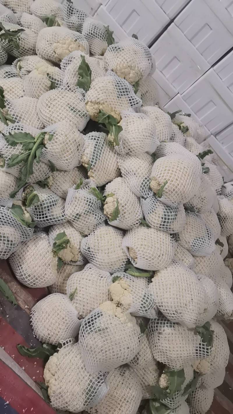 菜花大量上市了。欢迎新老客户前来购买