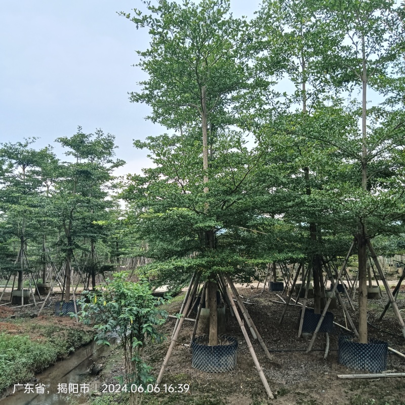 小叶榄仁3-20分截杆造托，原生全冠容器苗袋苗