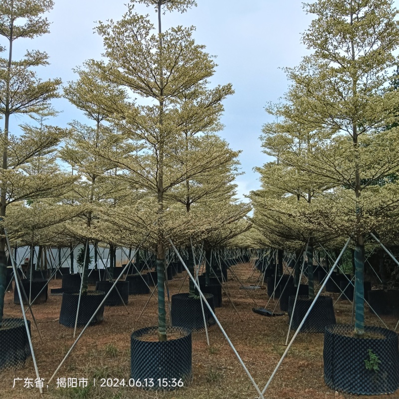 锦叶榄仁全冠5-15分容器苗