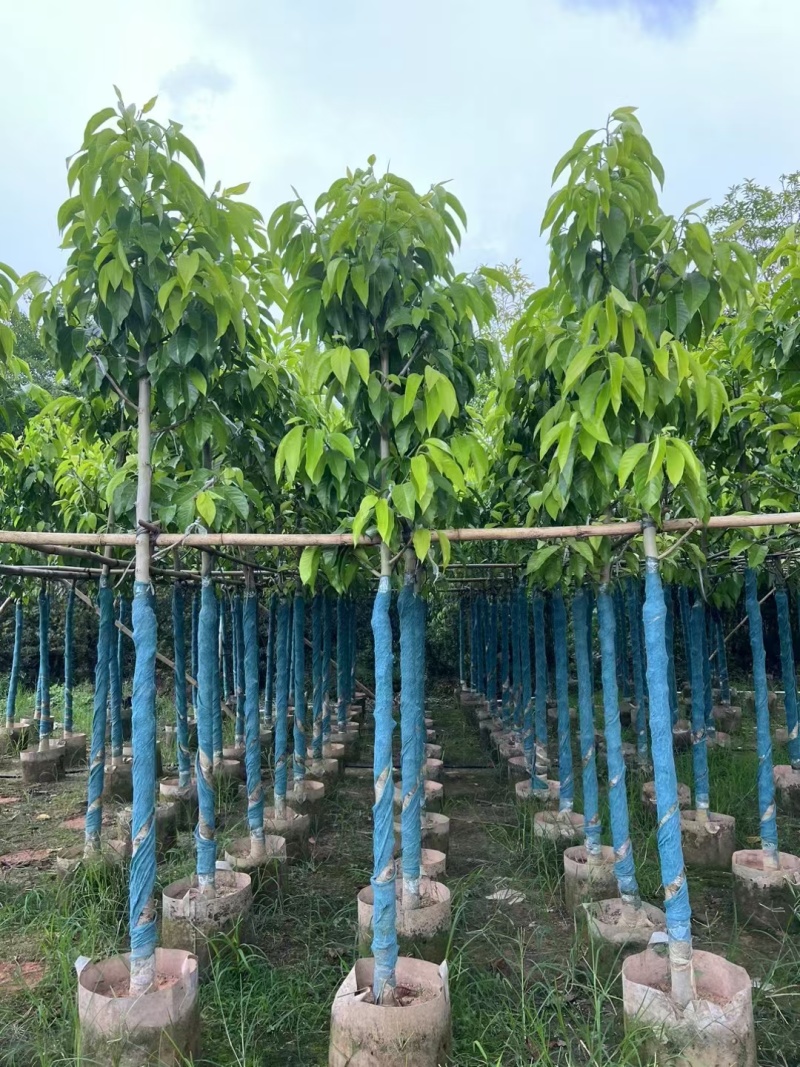 白玉兰5-20分截杆袋苗，骨架苗，原生全冠