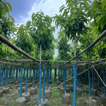 白玉兰5-20分截杆袋苗，骨架苗，原生全冠