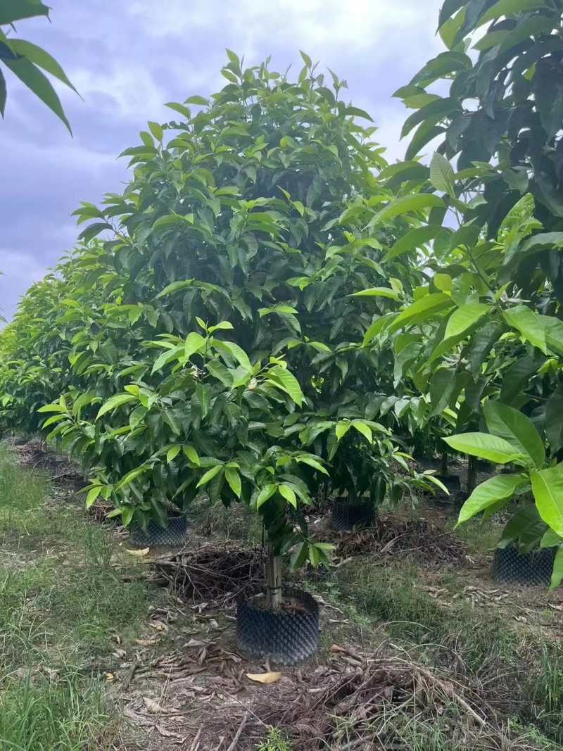 白玉兰5-20分截杆袋苗，骨架苗，原生全冠