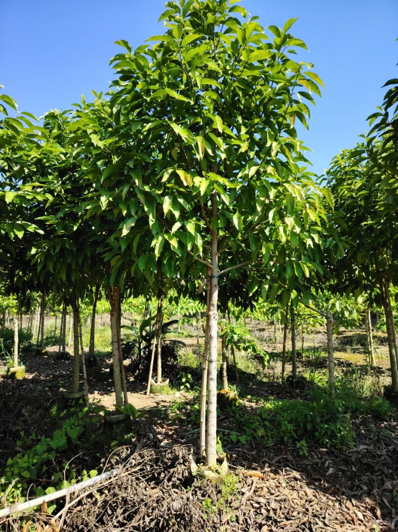 白玉兰5-20分截杆袋苗，骨架苗，原生全冠