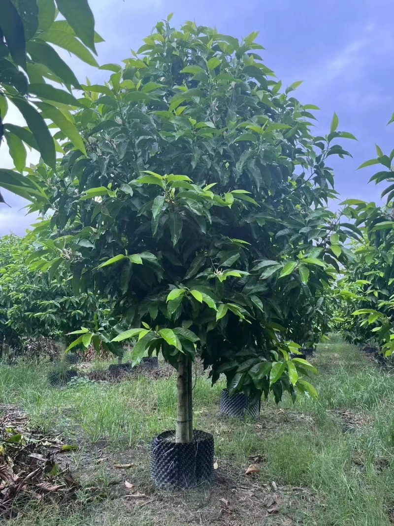 白玉兰5-20分截杆袋苗，骨架苗，原生全冠