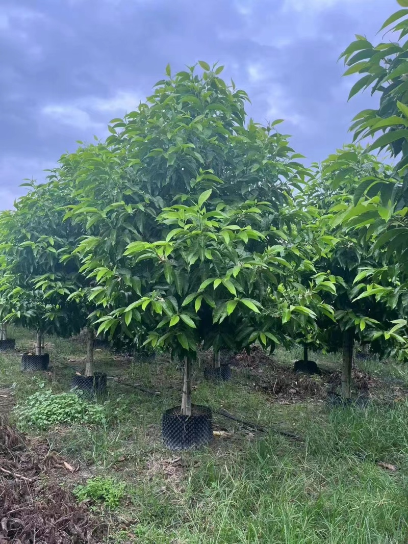 白玉兰5-20分截杆袋苗，骨架苗，原生全冠