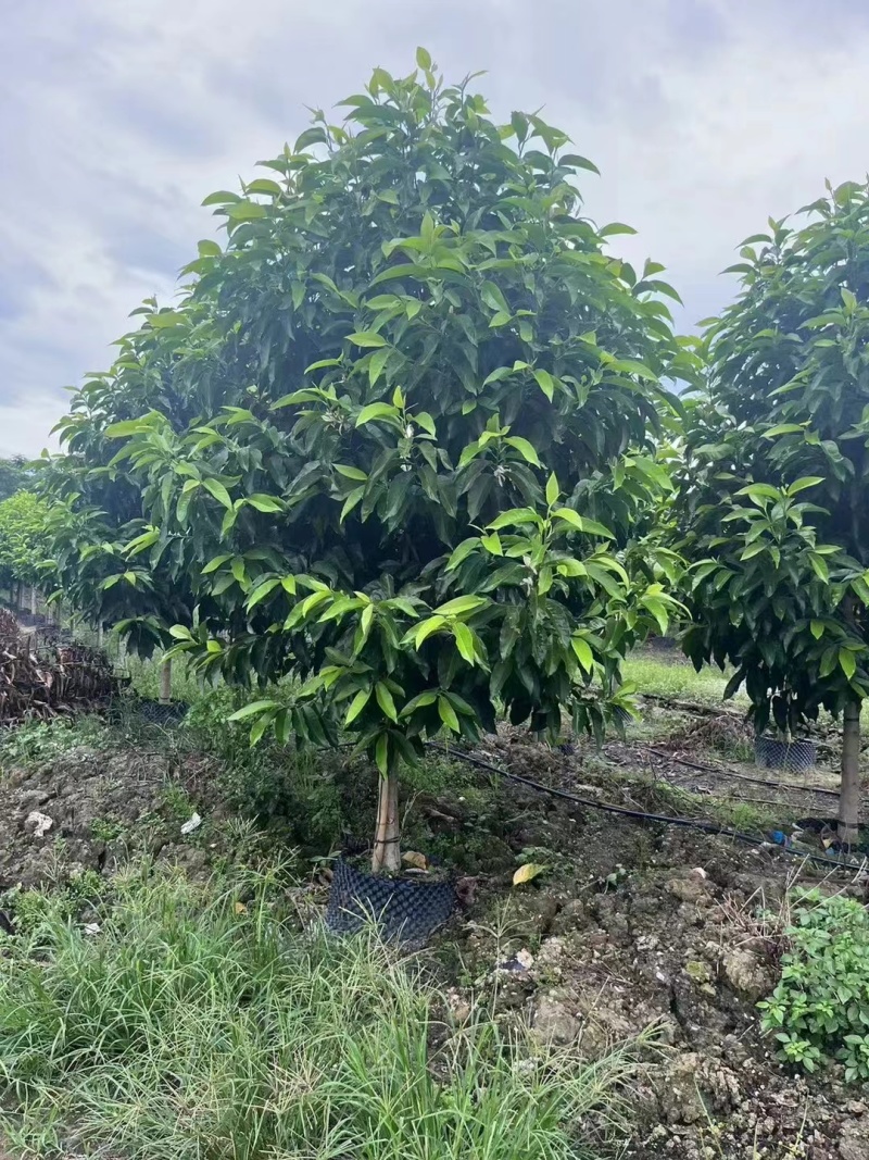 白玉兰5-20分截杆袋苗，骨架苗，原生全冠