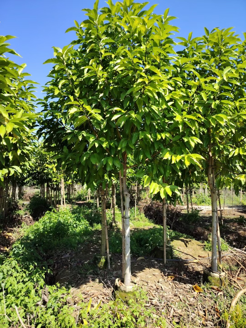 白玉兰5-20分截杆袋苗，骨架苗，原生全冠