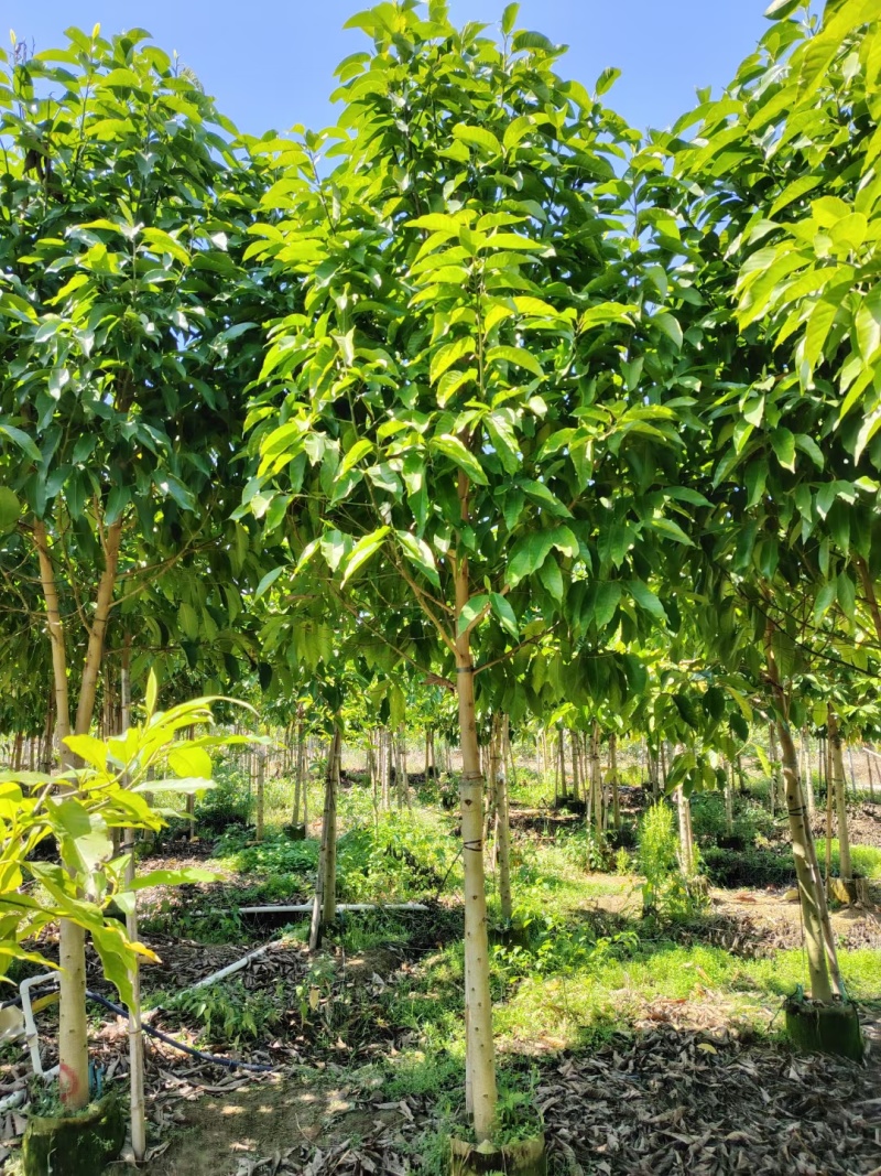 白玉兰5-20分截杆袋苗，骨架苗，原生全冠