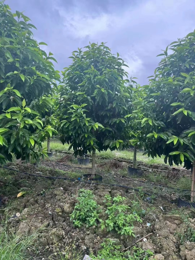 白玉兰5-20分截杆袋苗，骨架苗，原生全冠