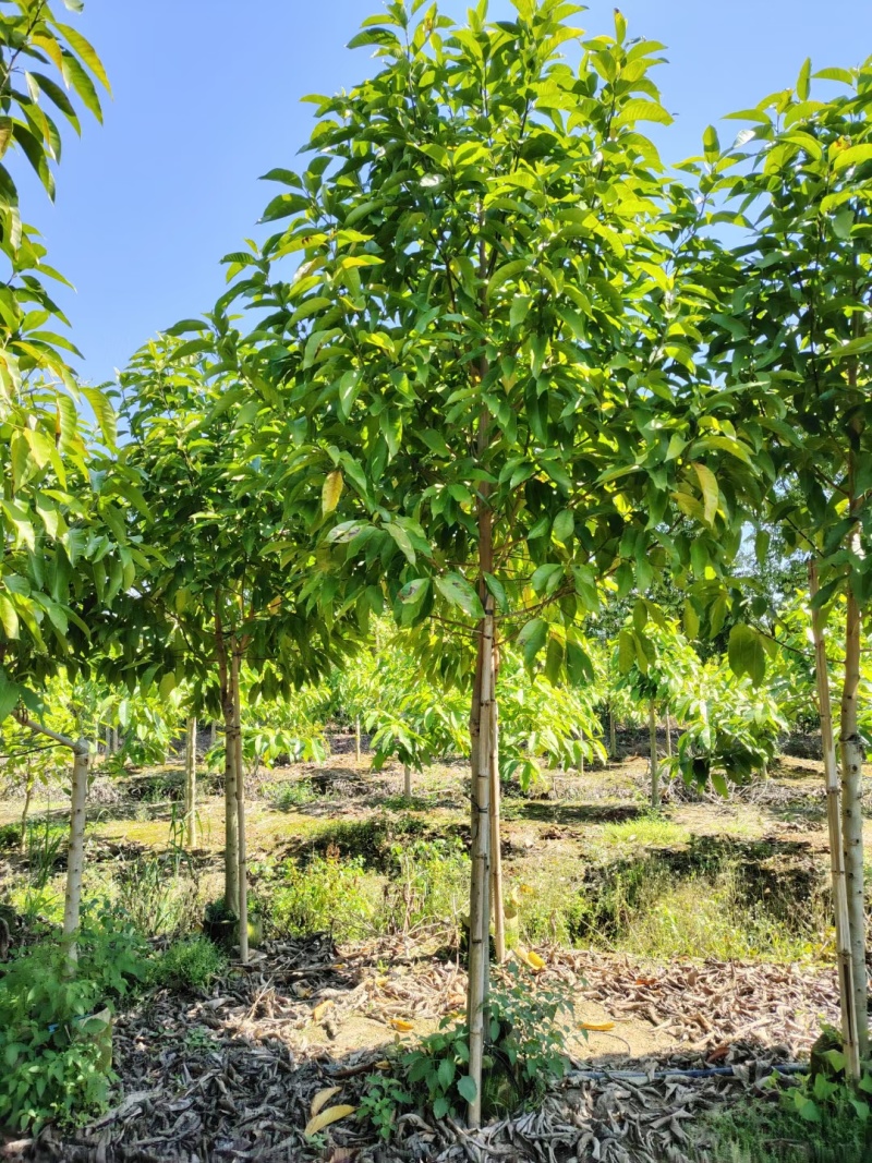 白玉兰5-20分截杆袋苗，骨架苗，原生全冠