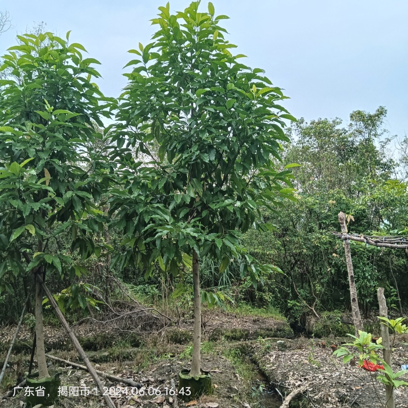 白玉兰5-20分截杆袋苗，骨架苗，原生全冠