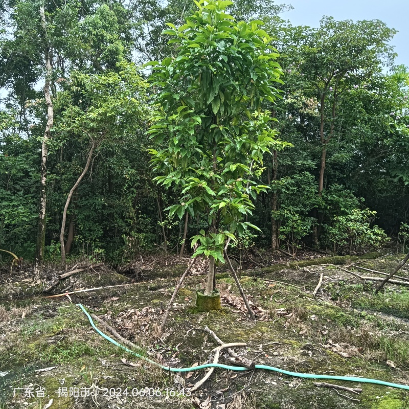 白玉兰5-20分截杆袋苗，骨架苗，原生全冠