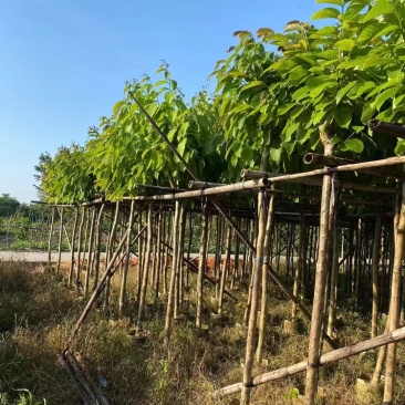 大花紫薇大叶紫薇，3-15分截杆袋苗，骨架苗大量现货供应