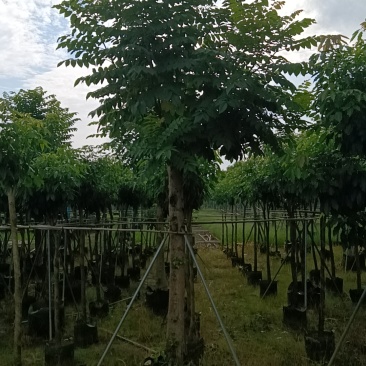 火焰木，火焰树3-20分截杆袋苗，骨架苗