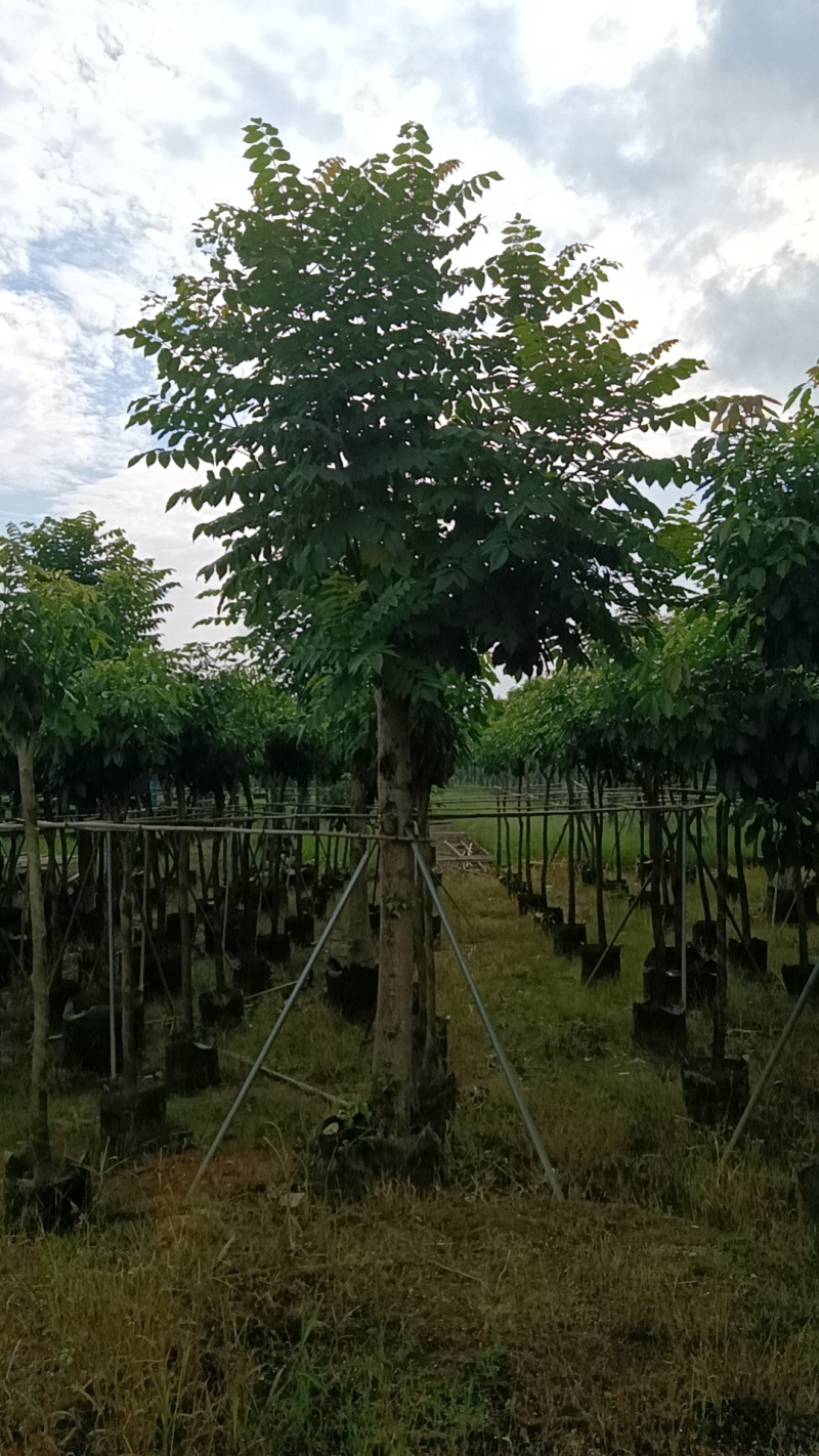 火焰木，火焰树3-20分截杆袋苗，骨架苗