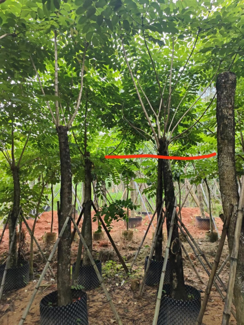 火焰木，火焰树3-20分截杆袋苗，骨架苗