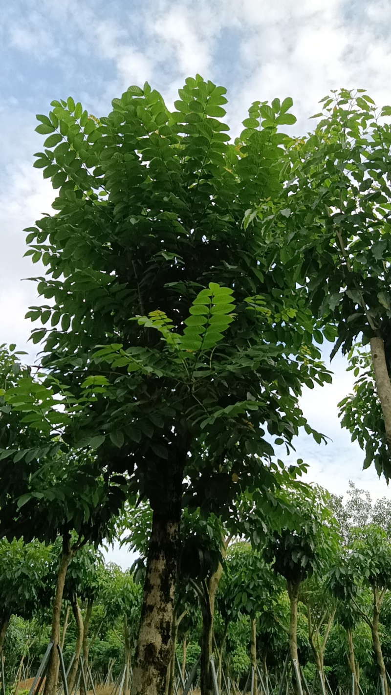 火焰木，火焰树3-20分截杆袋苗，骨架苗