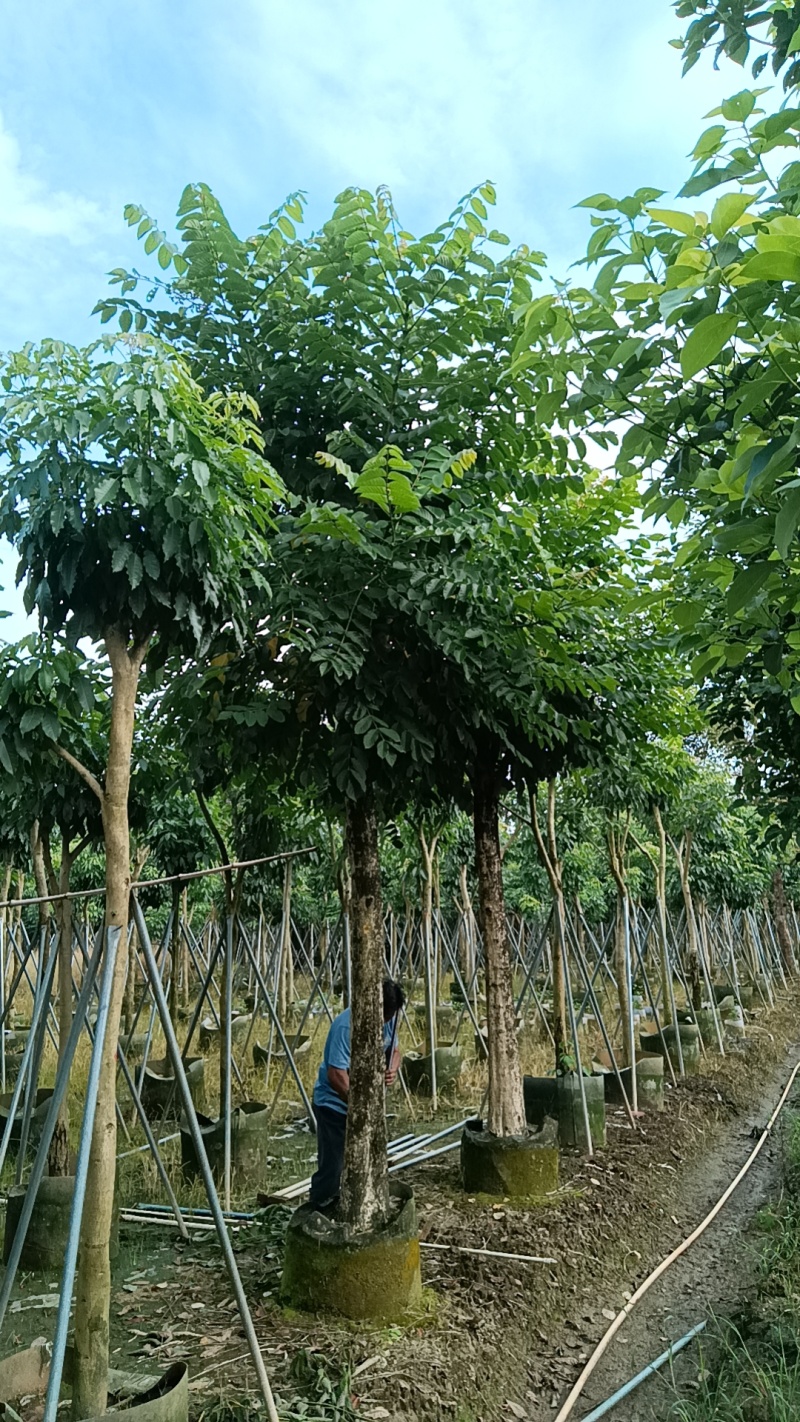 火焰木，火焰树3-20分截杆袋苗，骨架苗