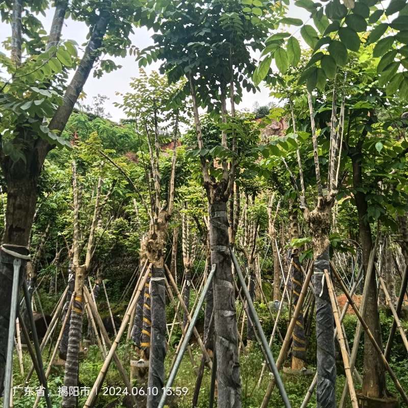 火焰木，火焰树3-20分截杆袋苗，骨架苗