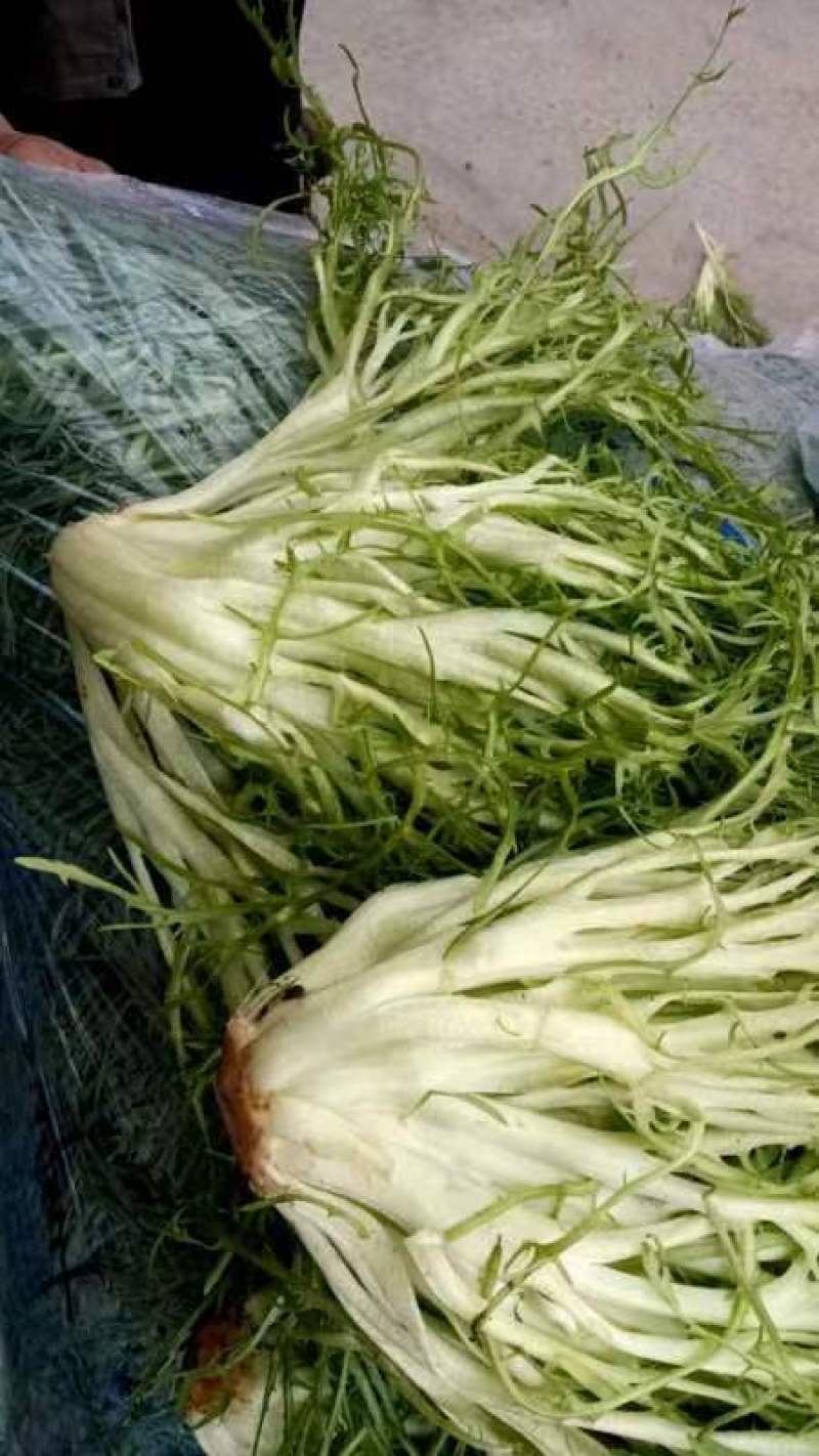 大棚种植苦菊上市