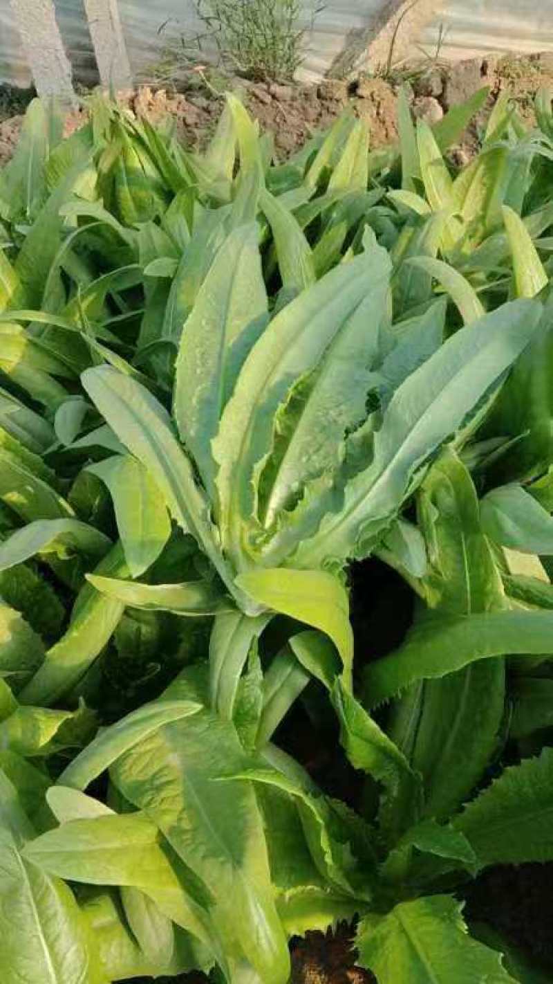 大棚油麦菜大量上市