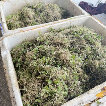 新鲜现挖纯野生猫爪芽量大优惠