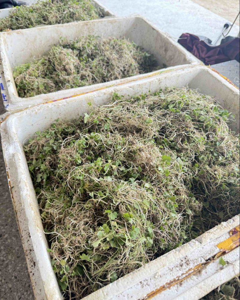 新鲜现挖纯野生猫爪芽量大优惠
