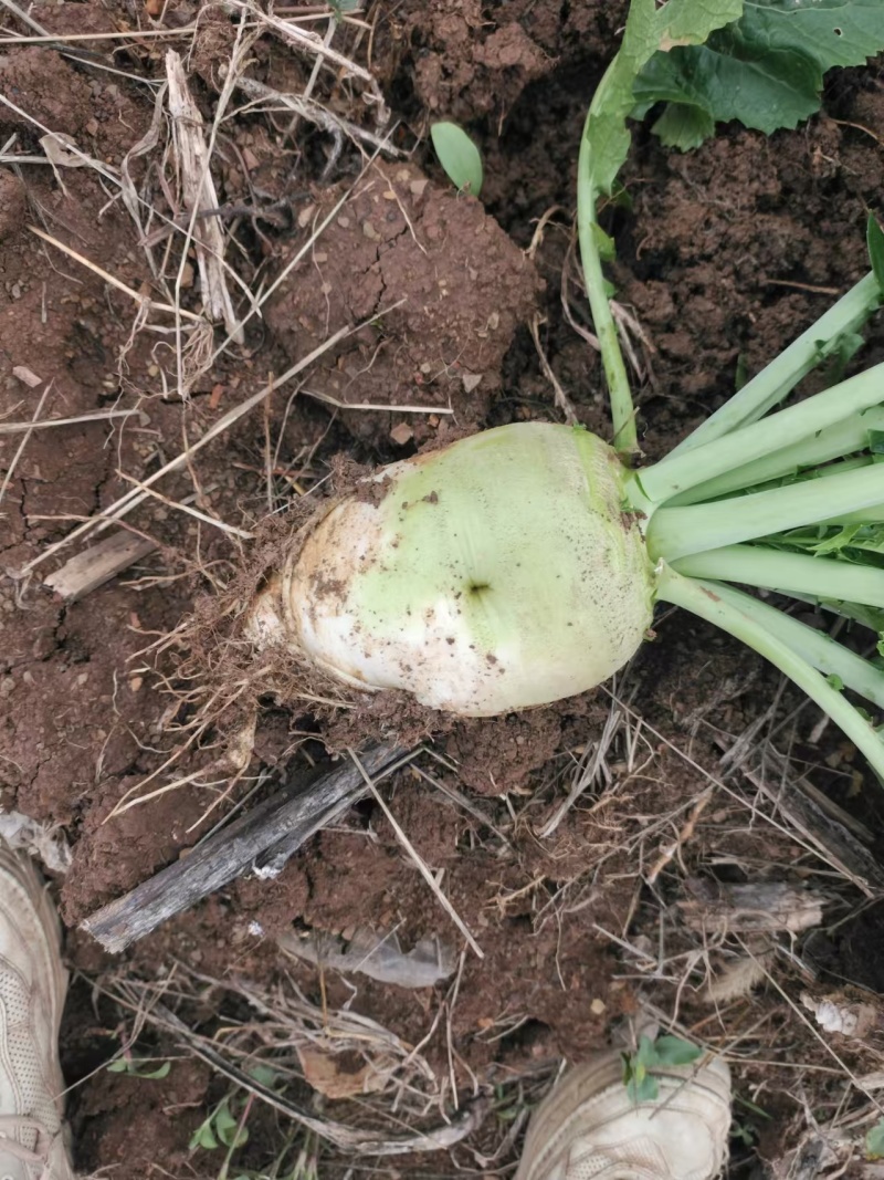 大头菜