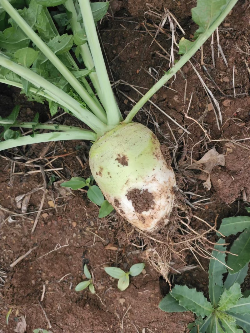 大头菜