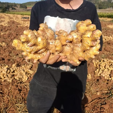 云南建水中黄姜大量供应