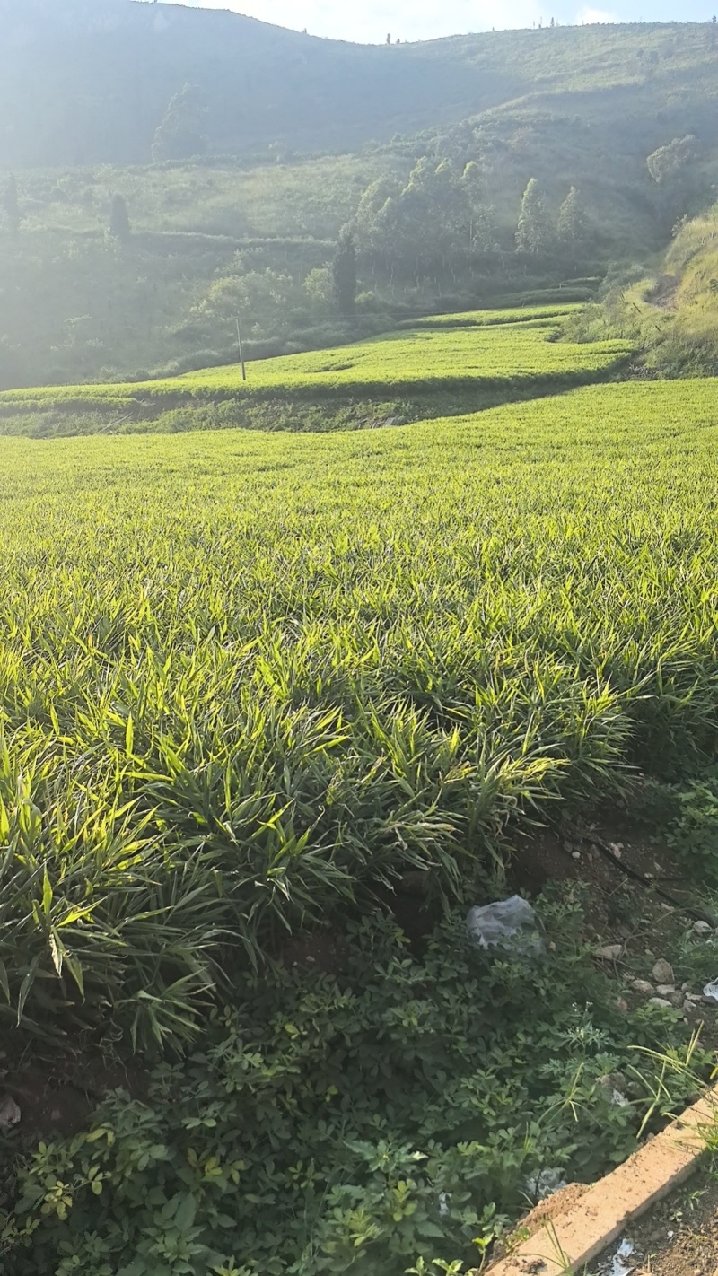 云南建水中黄姜大量供应