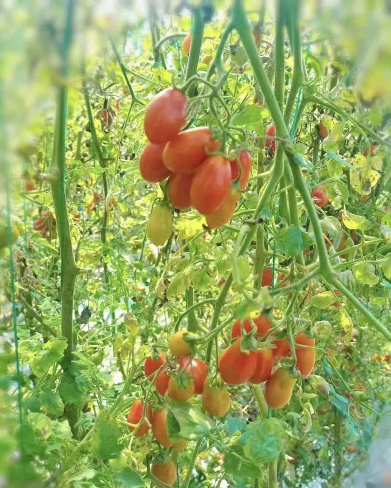 盐碱地409小柿子
