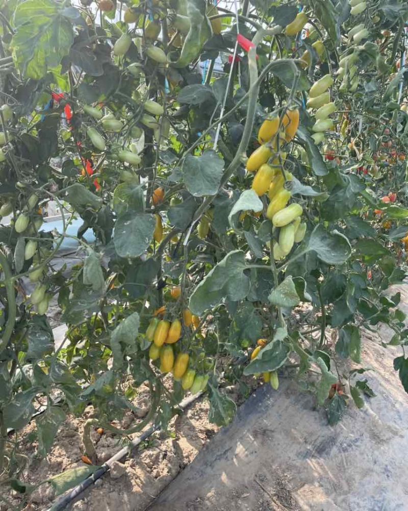 盐碱地409小柿子