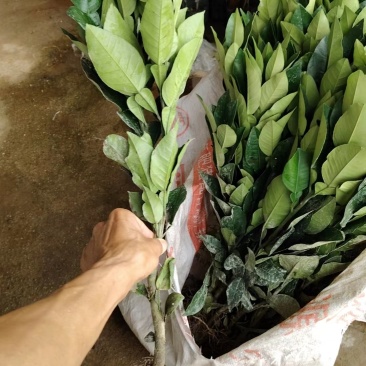 品质正宗有毛，规格50/60高