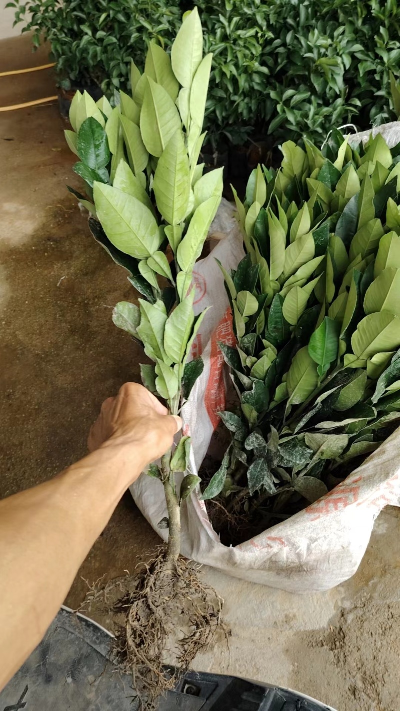 品质正宗有毛，规格50/60高