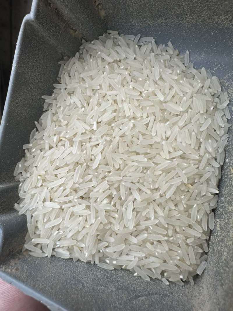 广东本地晚稻香雪米白饭香成数可达65基本无白米碎米