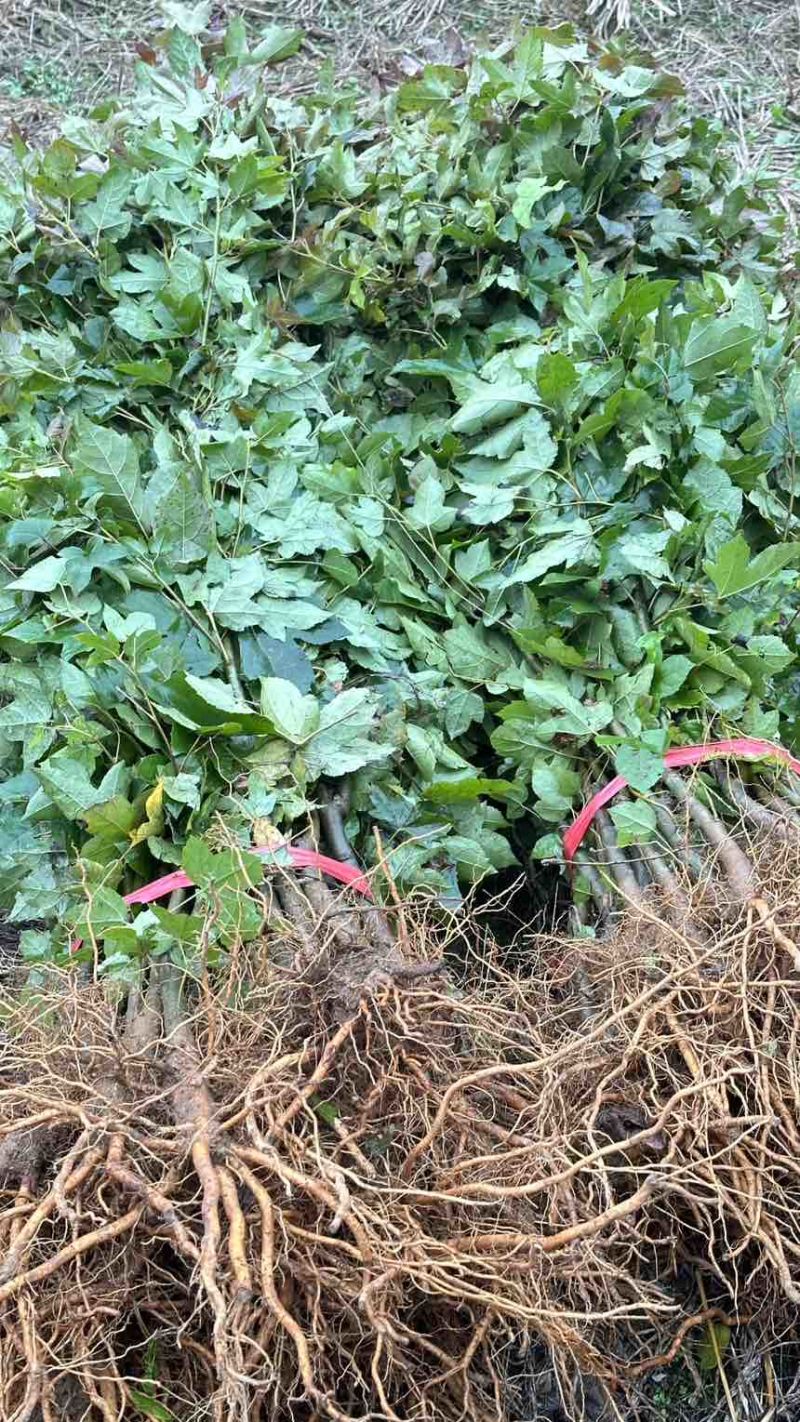 枫香苗枫香小苗枫香洛根苗枫香杯苗枫香带土球枫香树苗