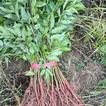 香椿苗红油香椿香椿小苗椿树可以吃的香椿地径0.5地径0.8