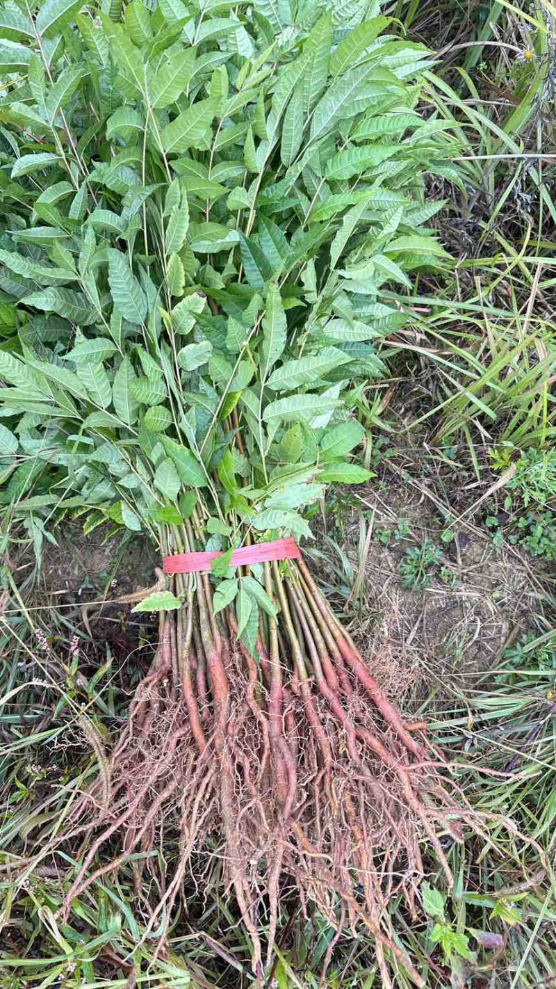 香椿苗红油香椿香椿小苗椿树可以吃的香椿地径0.5地径0.8