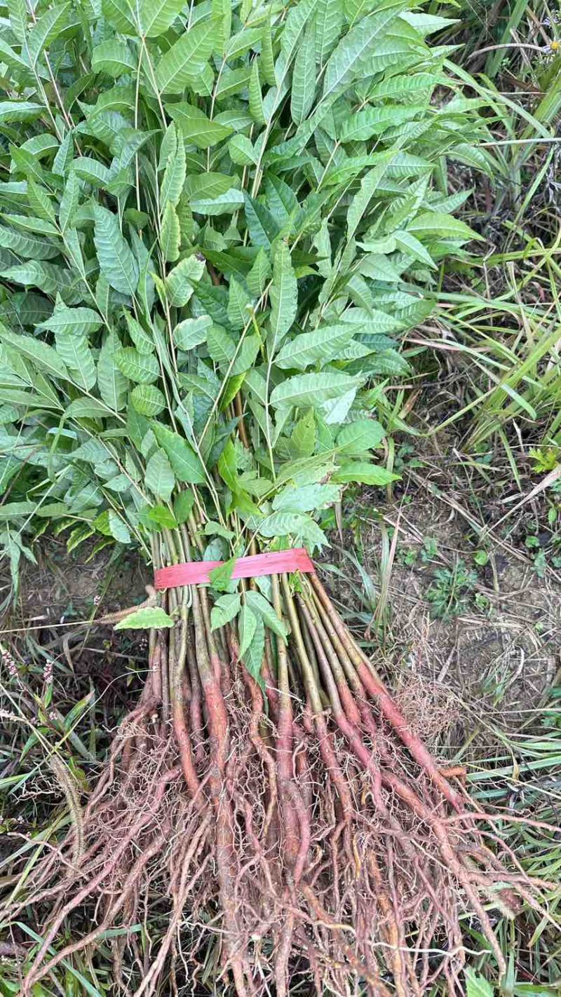 香椿苗红油香椿香椿小苗椿树可以吃的香椿地径0.5地径0.8