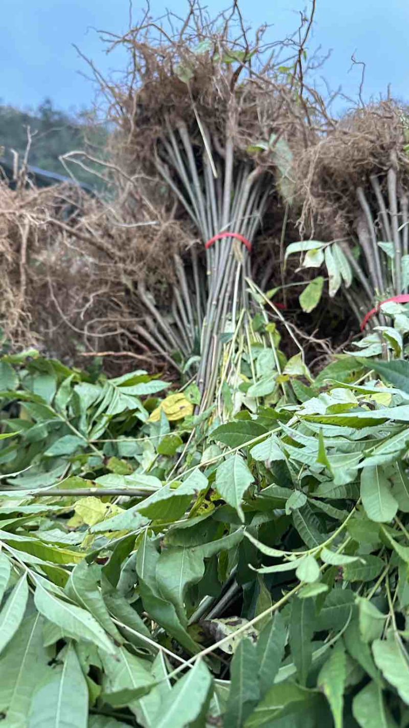 香椿苗红油香椿香椿小苗椿树可以吃的香椿地径0.5地径0.8