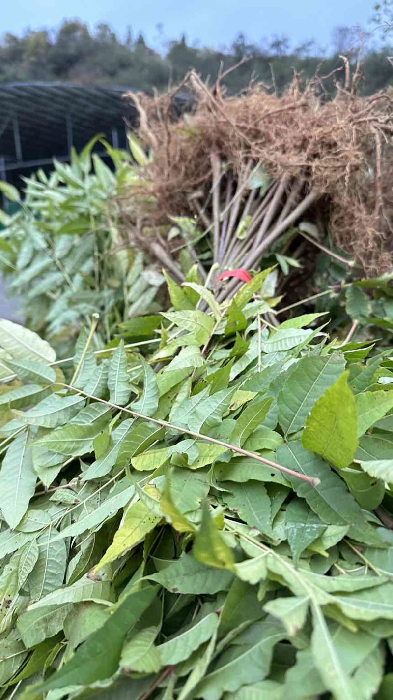 香椿苗红油香椿香椿小苗椿树可以吃的香椿地径0.5地径0.8