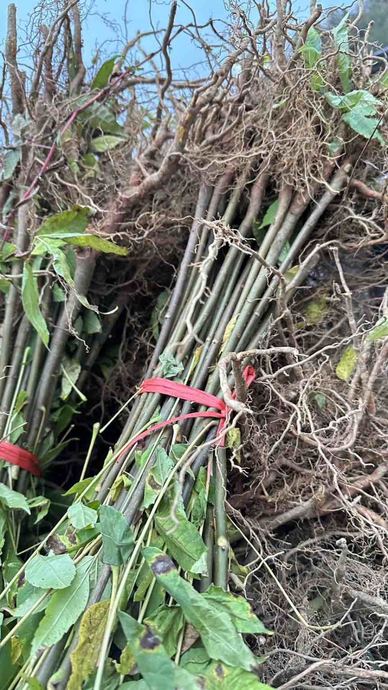 香椿苗红油香椿香椿小苗椿树可以吃的香椿地径0.5地径0.8