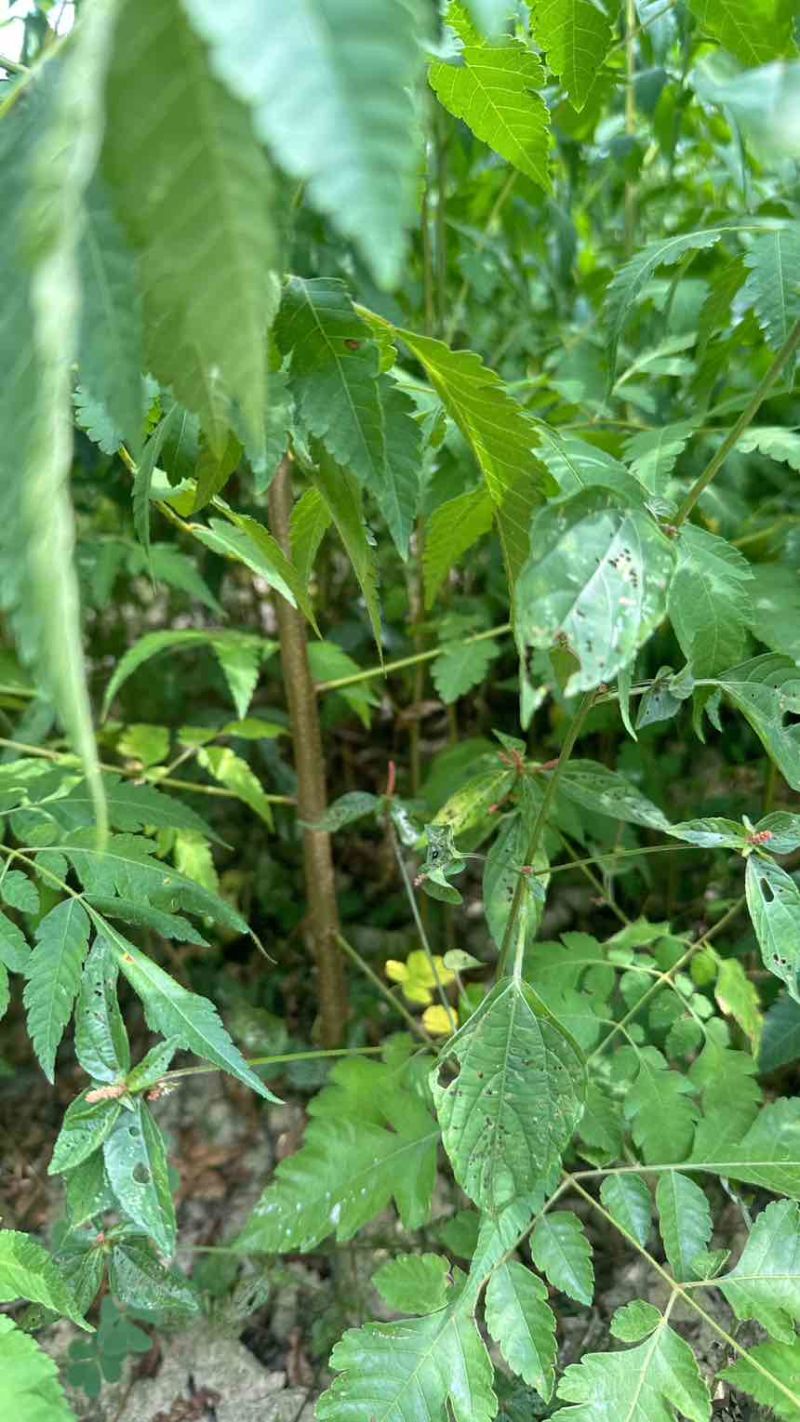 栾树小苗栾树苗灯笼树苗地径两公分地径0.8地径0.5规格齐全