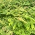 栾树小苗栾树苗灯笼树苗地径两公分地径0.8地径0.5规格齐全