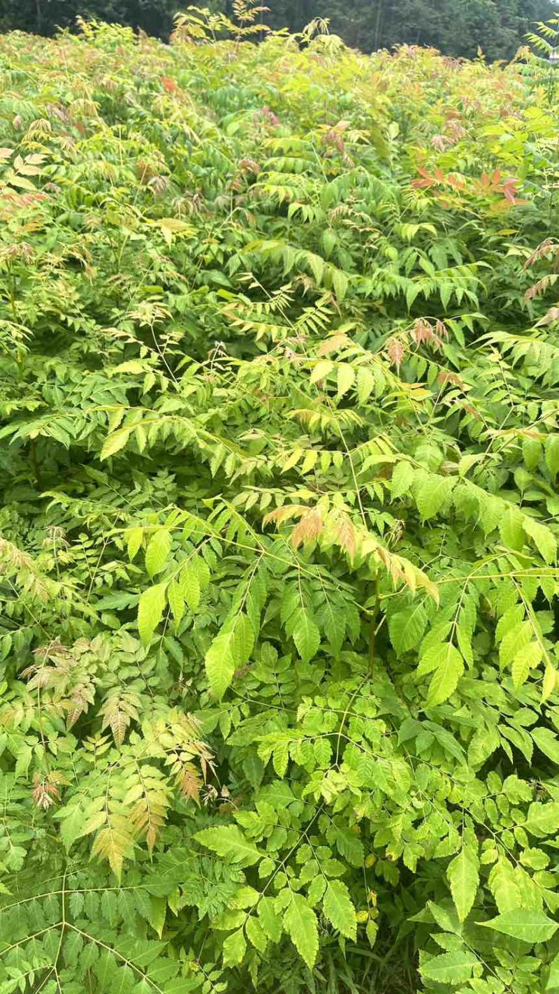 栾树小苗栾树苗灯笼树苗地径两公分地径0.8地径0.5规格齐全