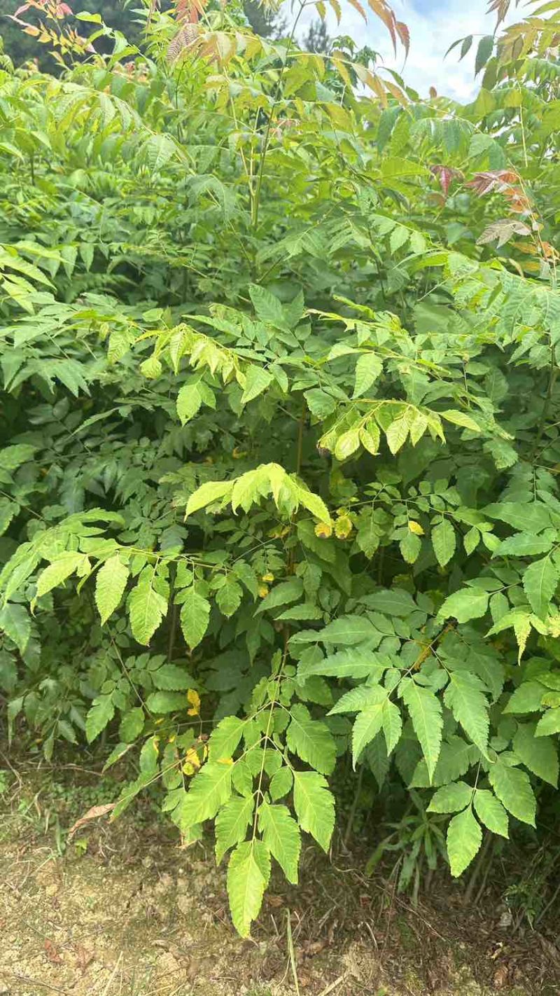 栾树小苗栾树苗灯笼树苗地径两公分地径0.8地径0.5规格齐全