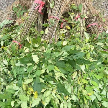 栾树小苗栾树苗灯笼树苗地径两公分地径0.8地径0.5规格齐全