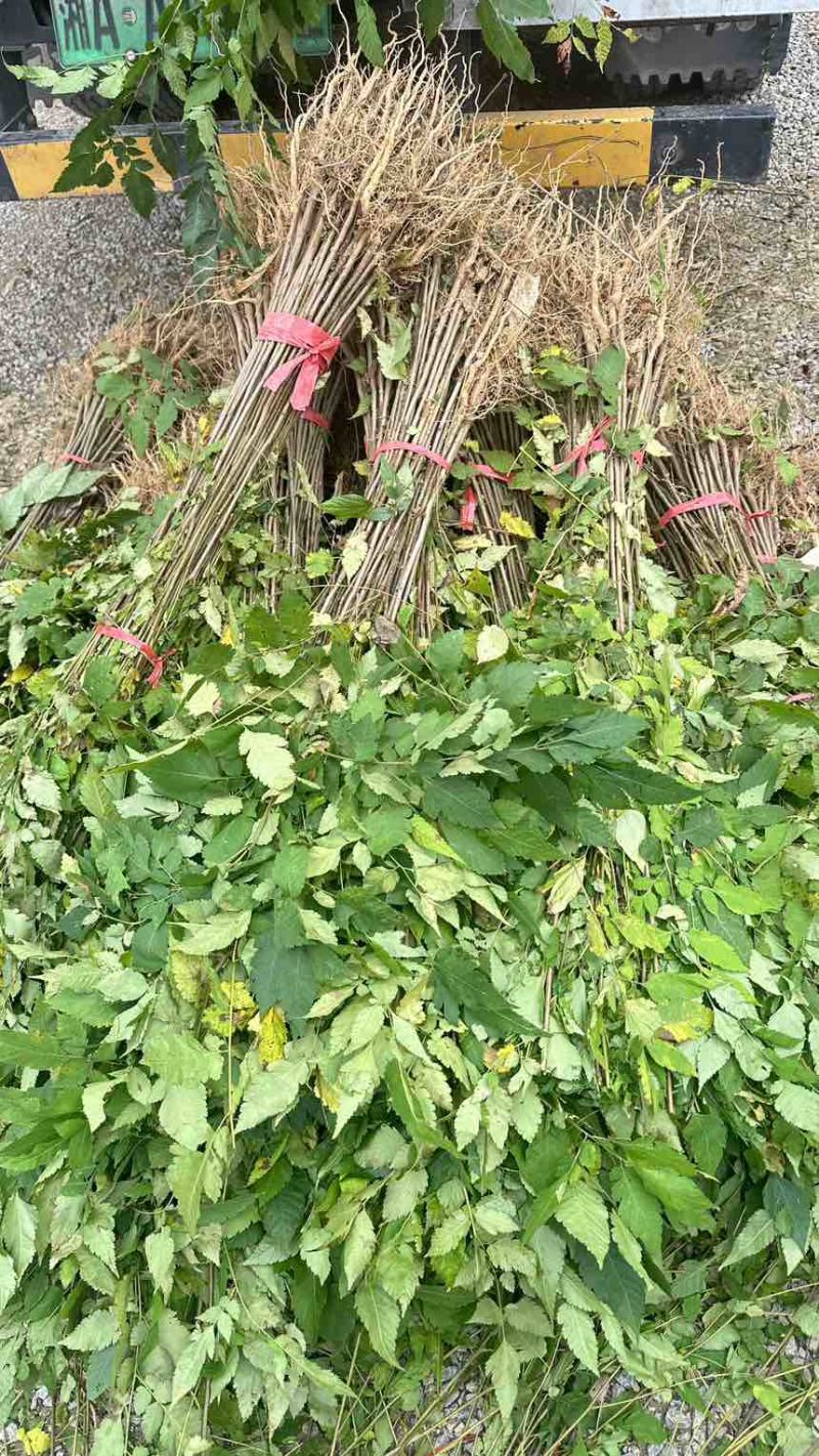 栾树小苗栾树苗灯笼树苗地径两公分地径0.8地径0.5规格齐全